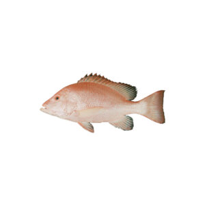 Aridi (Bigeye Snapper / Lutjanus bohar)
