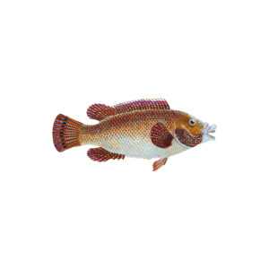 Hamour (Grouper)