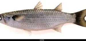 Hamour Medium / Medium Grouper