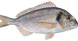 Sibiti (Rabbitfish / Spinefoot)